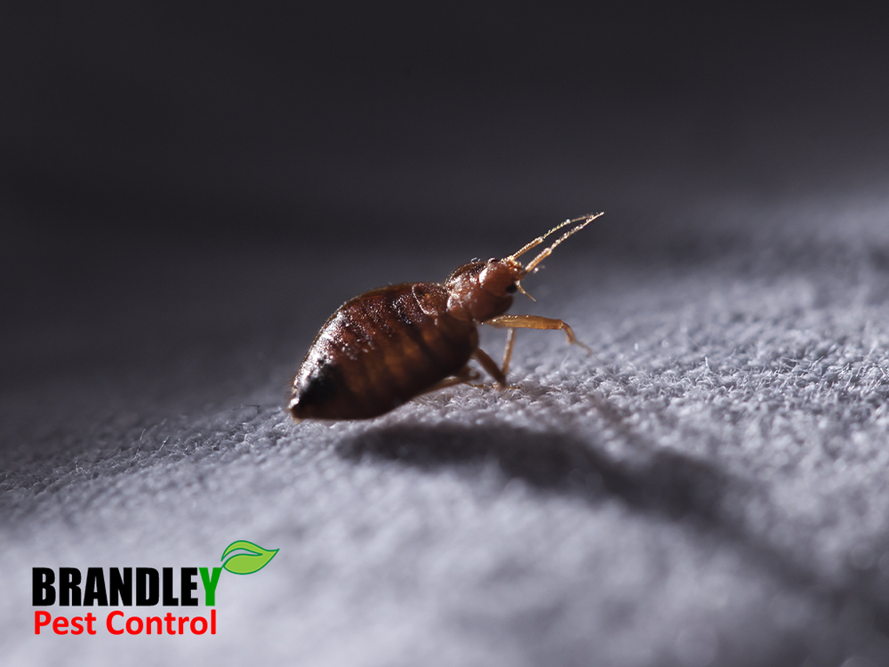 BRANDLEY PEST CONTROL Updated October 2024 711 Cedar Ave, Yukon
