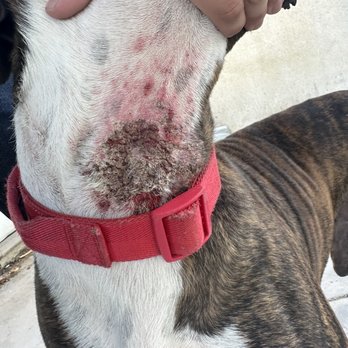 Dogmaster - Scabbed cut - Pet Training Near Me - Perris, California