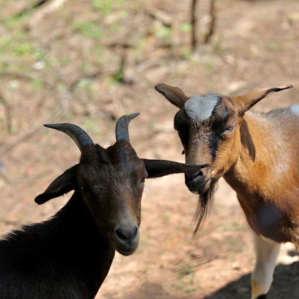 Old Mill Farm - Attraction Farms Near Me - Durham, North Carolina Old Mill Farm - Attraction Farms Near Me - Durham, North Carolina
