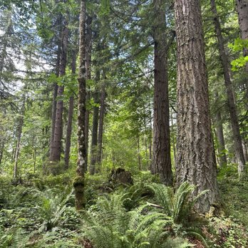 Soaring Eagle Regional Park - Sunshine and forest = happiness - Hiking Near Me - Sammamish, Washington