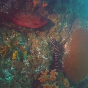 Dive Ninja Expeditions - 7-6-18 Banded eel on wife's 1st dive - Scuba Diving Near Me - Cabo San Lucas, BCS