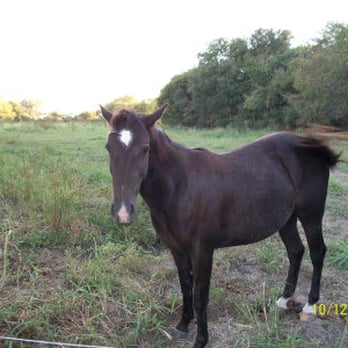 Becky's Hope Horse Rescue - Flicka was found running loose and causing trouble with other horses. She's done a 180* and has proved to be very intelligent! - Animal Shelters Near Me - Frisco, Texas