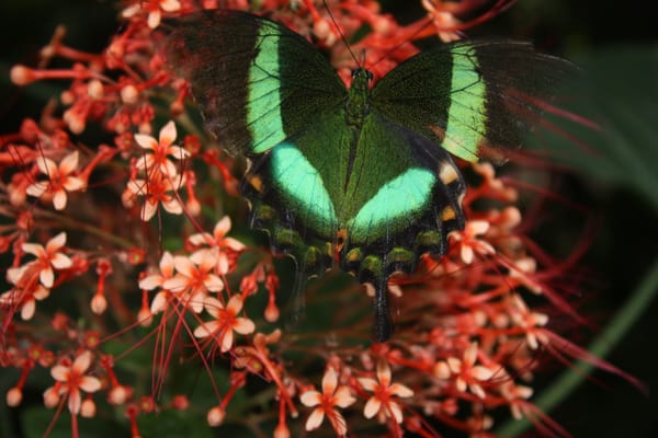Naturospace Honfleur by null