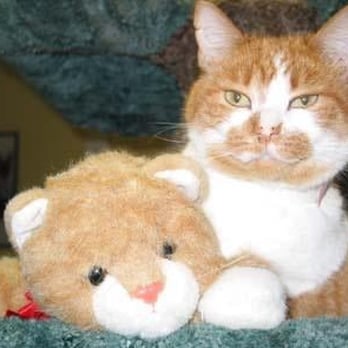Kitty Cottage Adoption Center - Animal Shelters Near Me - Norristown, Pennsylvania