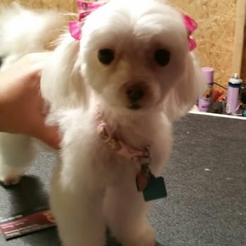 Perfect Pet Salon - Hollies new haircut - Pet Groomers Near Me - Concord, California