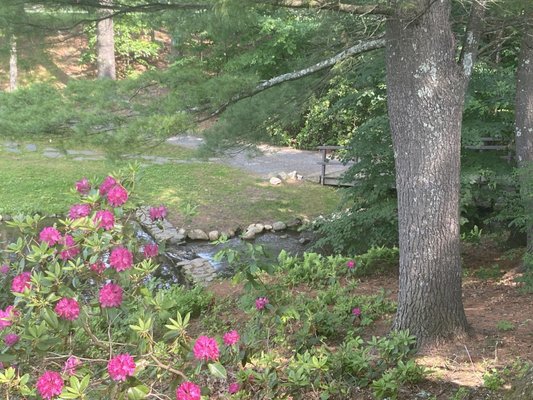 Stanley Park by null