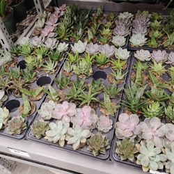 The Home Depot - Tiny succulents. $4.99 each. They are in 2.5 inch pots.