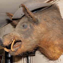 Pig Pen Saloon