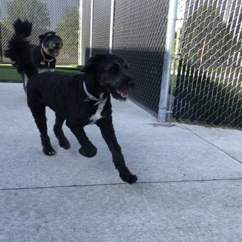 BoundingHound - Pet Training Near Me - Coralville, Iowa BoundingHound - Pet Training Near Me - Coralville, Iowa
