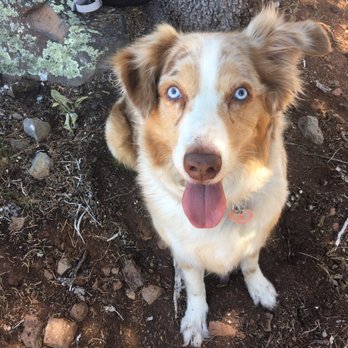 Topaz Veterinary Clinic - Happy, healthy dog - Veterinarians Near Me - Tempe, Arizona Topaz Veterinary Clinic - Happy, healthy dog - Veterinarians Near Me - Tempe, Arizona