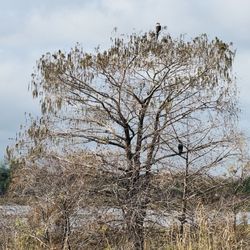 Backwoods Airboat Adventures - Nature