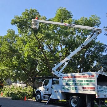 Wild Bills Tree Service - Tree Services Near Me Wild Bills Tree Service - Tree Services Near Me
