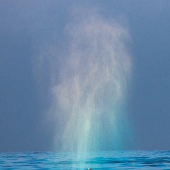 Fast Raft Ocean Safaris - Whale Watching Tours Near Me - Monterey, California