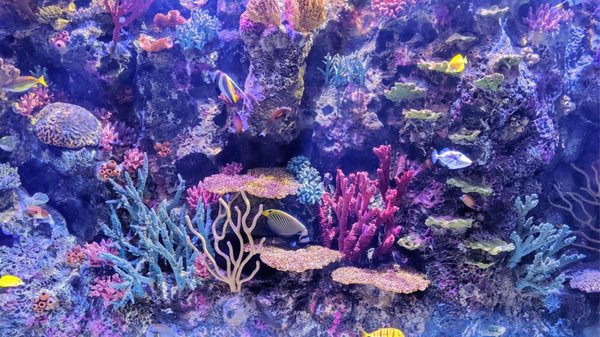 Shreveport Aquarium by null