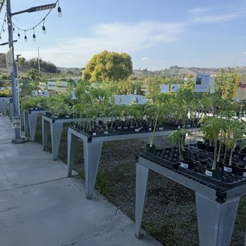 Cal Poly Pomona Farm Store - Outside view of plants and trees for sale - Fruits & Veggies Near Me - Pomona, California