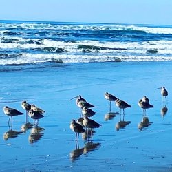 Pajaro Dunes Company and Resort