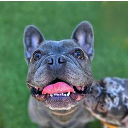 Puppy Haven - Smyrna - Cheerful Beignet at Puppy Haven