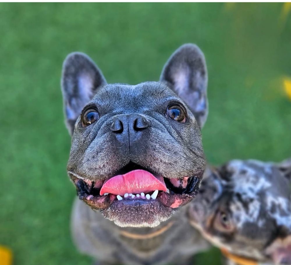 Puppy Haven - Smyrna - pet boarding facility in Smyrna, GA