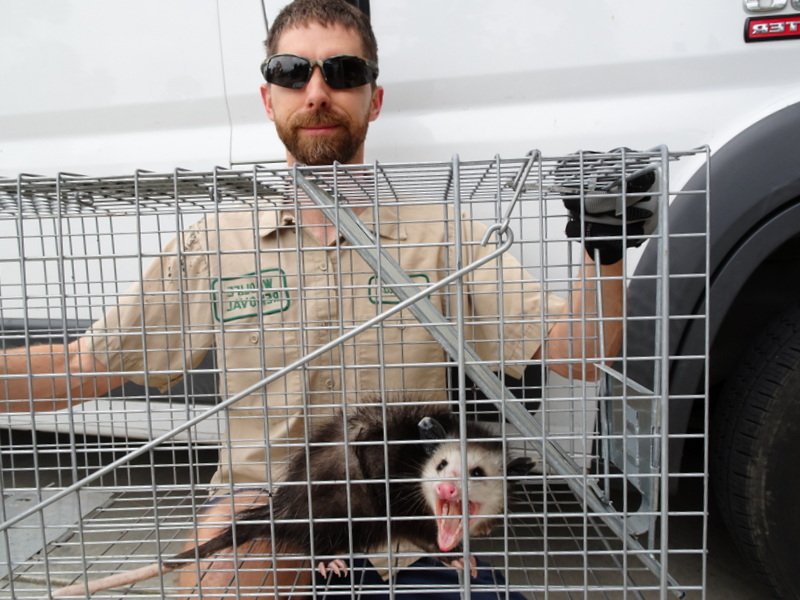 PEST ANIMAL REMOVAL IRVING 13 Photos Irving, Texas Pest Control