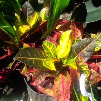 New Utrecht Garden Center - Florists Near Me - Brooklyn, New York