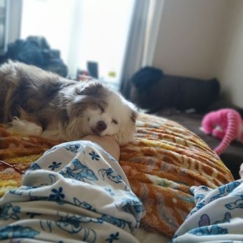 Petco - Pet Training Near Me - Glastonbury, Connecticut