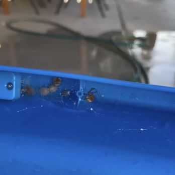 Pest Strike - Black widow egg sacks - Pest Control Near Me - Winchester, California Pest Strike - Black widow egg sacks - Pest Control Near Me - Winchester, California