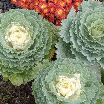 Bluebird Farms - Fall beauty - Fruits & Veggies Near Me - Berlin, Maryland