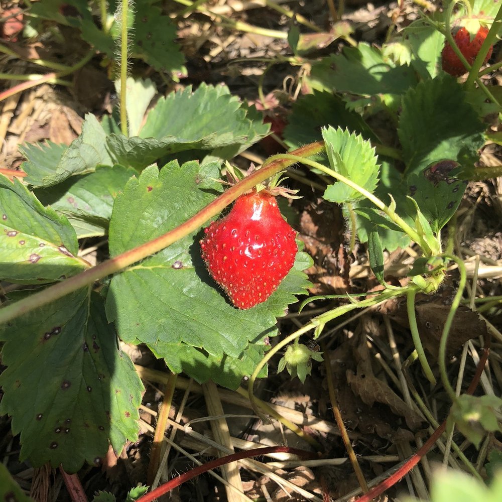 Awald Farms - Awald's Strawberries... - Fruits & Veggies Near Me - North Collins, New York Awald Farms - Awald's Strawberries... - Fruits & Veggies Near Me - North Collins, New York