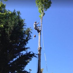 Victor's Tree Service - untitled