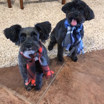 Domino Schnoodles - Pet Breeders Near Me Domino Schnoodles - Pet Breeders Near Me
