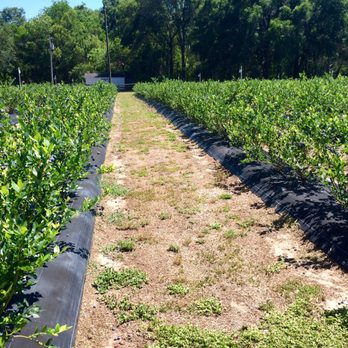 Blueberry Downs - Wide clean aisles-2017 - Pick Your Own Farms Near Me - Anthony, Florida