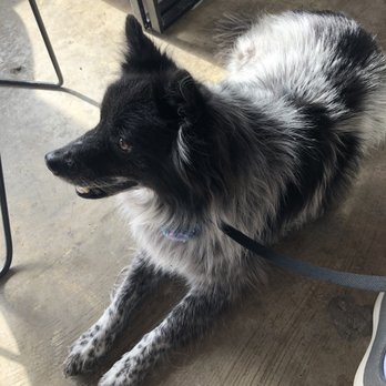 Civil Goat Coffee Co - My perfect dog! - Coffee & Tea Near Me - Austin, Texas