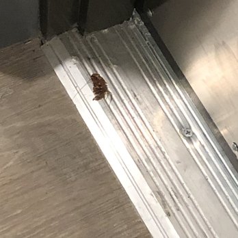 Lyra Apartments - Dead roach at indoor entrance not cleaned up for weeks. - Apartments Near Me - Sarasota, Florida Lyra Apartments - Dead roach at indoor entrance not cleaned up for weeks. - Apartments Near Me - Sarasota, Florida