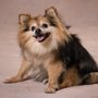 Pawsitively Pom Rescue