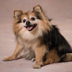Pawsitively Pom Rescue - This is Bebe. Rescued at 11 years old. Went on to become certified therapy dog.