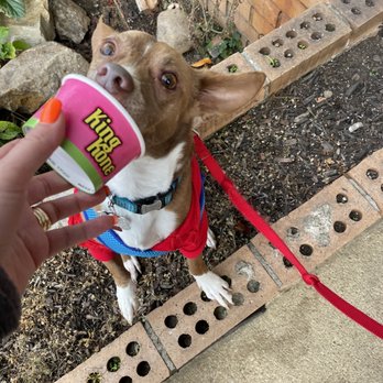 King Kone - a person feeding a small dog - Ice Cream & Frozen Yogurt Near Me - Perry, Ohio