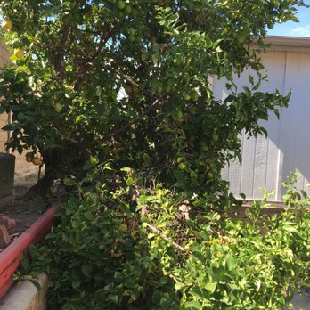 Perez Lawn Care - Tree fell - Landscaping Near Me