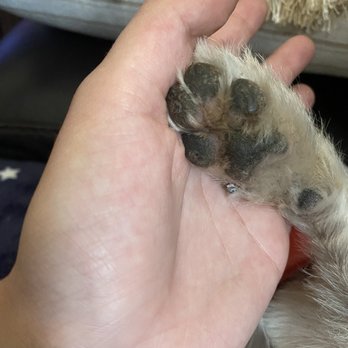 PetSmart - These photos are showing her paw pads and how dirty, rough and gunked up they still look - Pet Groomers Near Me - Palmdale, California PetSmart - These photos are showing her paw pads and how dirty, rough and gunked up they still look - Pet Groomers Near Me - Palmdale, California