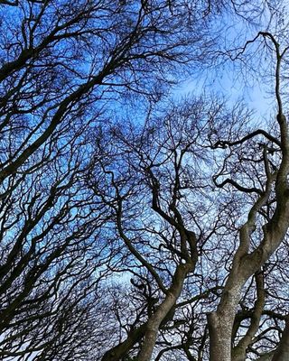 The Dark Hedges by null