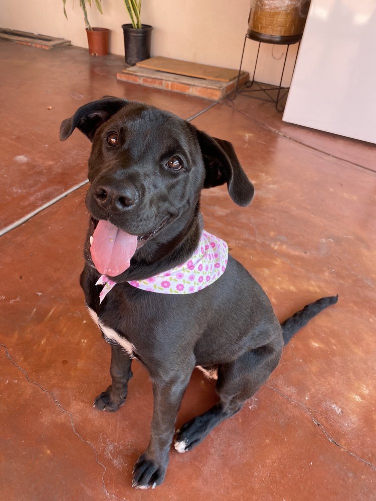 PAWS & BOWS PET GROOMING Updated September 2024 192 Photos & 208