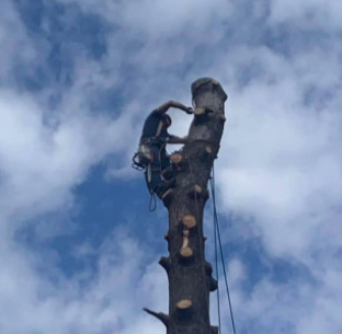 Morton's Tree Care - tree service in Richmond, KY