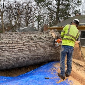 Santa Elena Tree Services - Tree Services Near Me - Falls Church, Virginia Santa Elena Tree Services - Tree Services Near Me - Falls Church, Virginia
