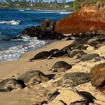 Maui Explorer Tours - Tours Near Me - Makawao, Hawaii Maui Explorer Tours - Tours Near Me - Makawao, Hawaii