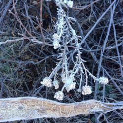 Cave Creek Trail
