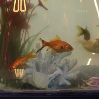Pink Cactus Tea - Neglected fish - Bubble Tea Near Me - Las Vegas, Nevada