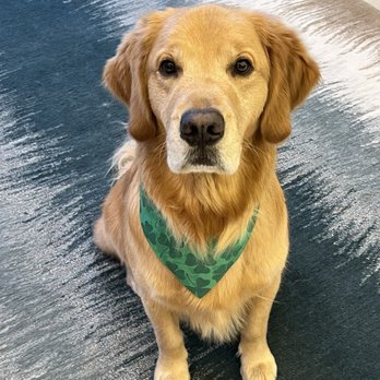 Vienna Pet Spaw - Look how good his paws and ears look! - Pet Stores Near Me - Vienna, Virginia Vienna Pet Spaw - Look how good his paws and ears look! - Pet Stores Near Me - Vienna, Virginia