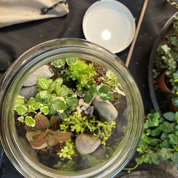 Pretty Green Terrariums - top view - Nurseries & Gardening Near Me - Philadelphia, Pennsylvania Pretty Green Terrariums - top view - Nurseries & Gardening Near Me - Philadelphia, Pennsylvania