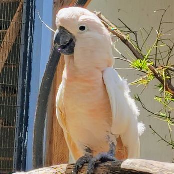 Magnolia Bird Farm - Rusty the Moluccan cockatoo. - Pet Stores Near Me - Riverside, California Magnolia Bird Farm - Rusty the Moluccan cockatoo. - Pet Stores Near Me - Riverside, California