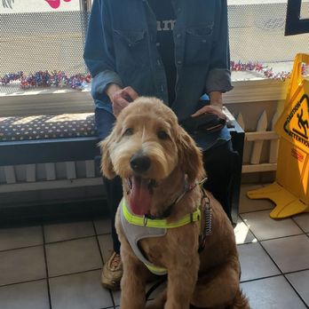 Dal Santo’s Doggie Stylez - Teddy loves his new cut - Pet Groomers Near Me - Lansing, Illinois Dal Santo’s Doggie Stylez - Teddy loves his new cut - Pet Groomers Near Me - Lansing, Illinois