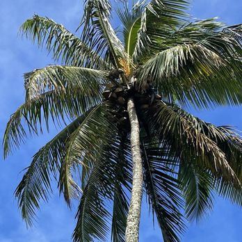 Polynesian Adventure - Bus Tours Near Me - Paia, Hawaii Polynesian Adventure - Bus Tours Near Me - Paia, Hawaii